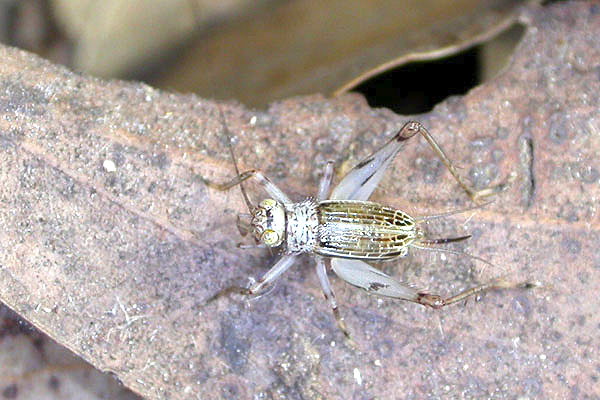 svistella_bifasciata_kor3.jpg