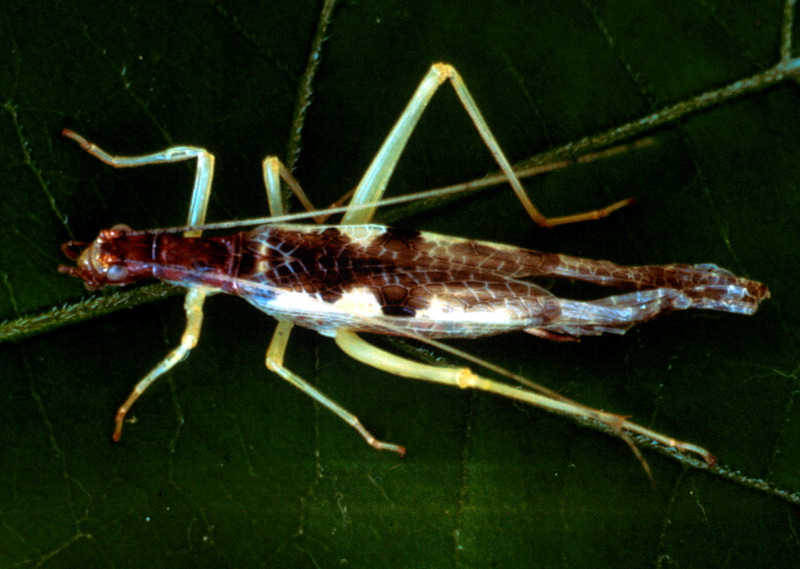 neoxabea_bipunctata_601pfj.jpg