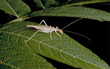 neoxabea_bipunctata_601pmj