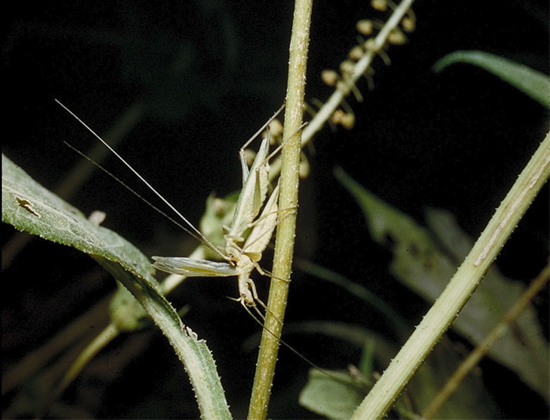 quadripunctatus582pmpj.jpg