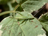 quadripunctatus582pfj