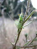 quadripunctatus582pmp2colej